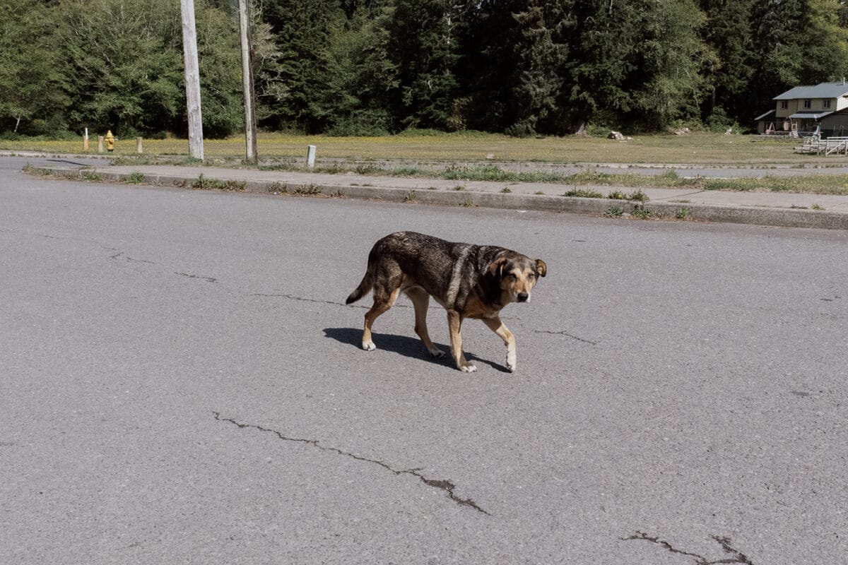 Queets / Quinault Reservation, Washington